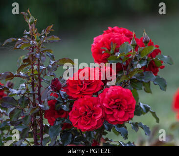 rose remembrance bunch of large bright red flowers in full bloom in the photo, growing in the garden, bright green leaves and beautiful flowers, Stock Photo