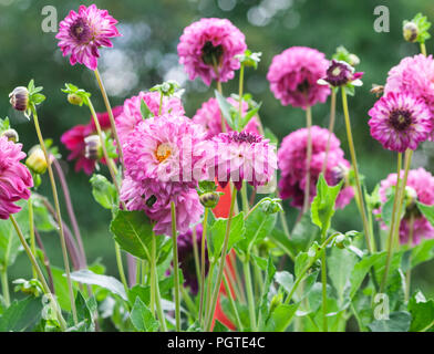 asteraceae dahlia cultorum mask pink and purple large flowers asters with a yellow core in full bloom against the background of green trees, many Stock Photo