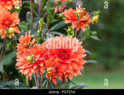 asteraceae dahlia cultorum grade mrs. Eileen profuse and showy vibrant orange flowers set against the lush green foliage, three flowers close-up grows Stock Photo