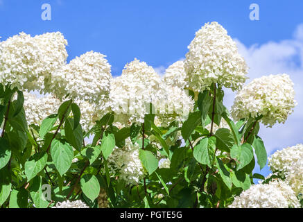 hydrangeaceae hydrangea paniculata siebel grade polar bear,  high bushes with cone-shaped large clusters of small white flowers against the blue sky Stock Photo