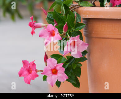 apocynaceae mandevilla sanderi grade rosea, beautiful pink flowers form of bells with an orange core, five flowers full bloom fall to the ground Stock Photo