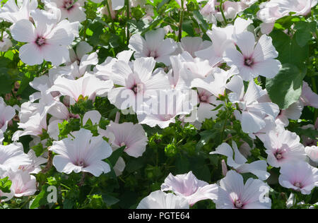 lavatera white Dwarf Pink Blush beautiful white flowers with pink stripes from the core, a large bush in full bloom, the plant is lit by the sun, Stock Photo
