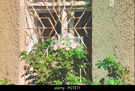 part of the old building with gray, dilapidated walls and a rusty grille on a large window, sunlight from the side of the street near the window grows Stock Photo