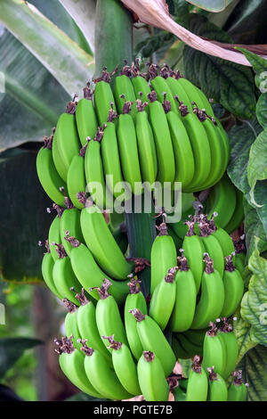 bunches of green bananas on a branch of banana palm, unripe already large fruits, grow in the garden Stock Photo