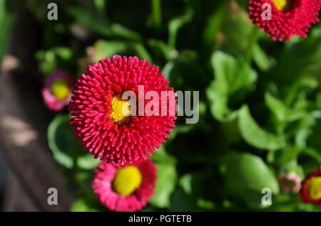 Red and pink English daisies in a garden in spring Stock Photo
