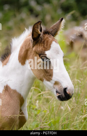 A cute young pony foal head portrait, coat color pinto with tobiano patterns also called skewbald Stock Photo