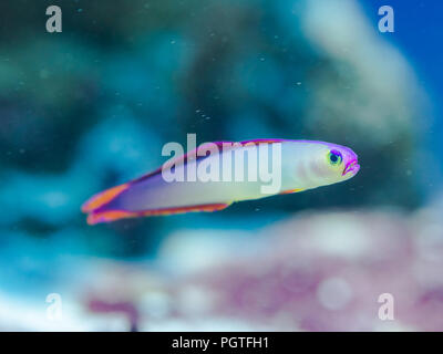 Fish Nemateleotris decora - Elegant firefish, saltwater Stock Photo