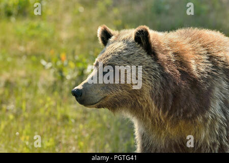 A close up portrait image of a young grizzly bear  (Ursus arctos); in rural Alberta Canada. Stock Photo