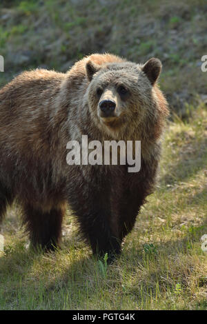 A close up image of a juvenile male grizzly bear  (Ursus arctos); walking forward in rural Alberta Canada Stock Photo