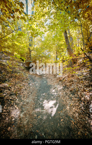 path through the forest in the ravine Stock Photo