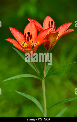 A vertical image of a Wood Lily (Lilium philadelphicum) growing wild in a wooded area in rural  Alberta Canada.