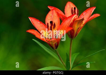 A horizontal image of a Wood Lily (Lilium philadelphicum) growing wild in a wooded area in rural  Alberta Canada. Stock Photo
