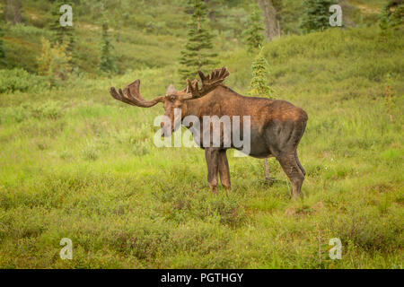 Moose with antlers staring at viewer while standing in a meadow in Denali National Park, Alaska, USA. Moose is off to right of frame, ample copy space Stock Photo