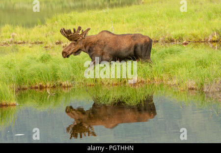 Moose walking next to and reflected in a lake in Denali National Park, Alaska, USA. Moose and reflection are centered in the frame. Stock Photo