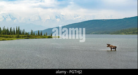 Moose standing in a lake in Denali National Park, Alaska, USA. Snow-capped mountains in background, moose is on right of frame, ample copy space. Stock Photo
