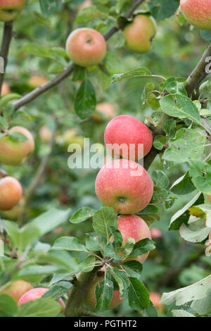 Malus domestica. Apple ‘Alkmene cevaal’ on the tree Stock Photo