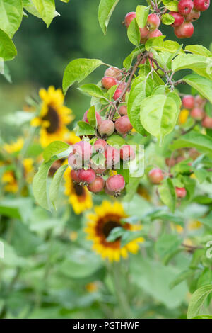 Malus ‘Evereste'. Crab apple 'Evereste' fruit in august. UK Stock Photo