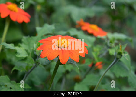 Tithonia rotundifolia. Mexican Sunflower / Red sunflower Stock Photo