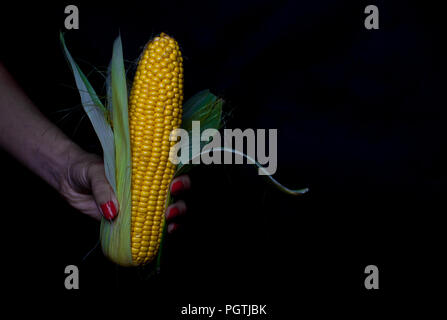 Yellow corn in woman hand isolated on black background Stock Photo