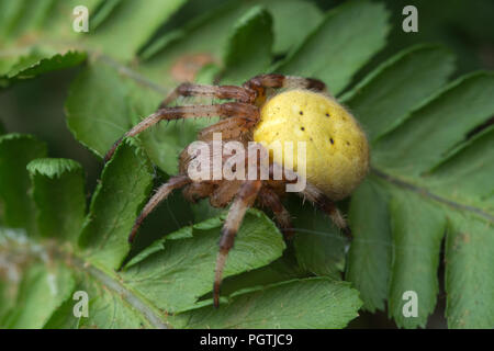 Colourful four-spotted orb weaver spider (Araneus quadratus) male on bracken in Surrey, UK Stock Photo