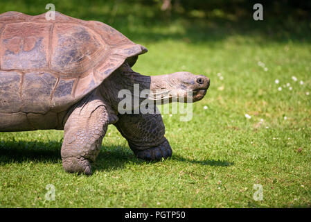 Profile portrait of an Aldabra Giant Tortoise Stock Photo