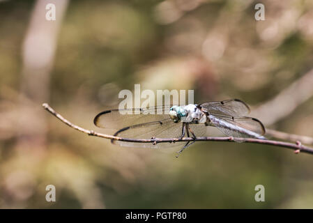 Dragonfly resting on tree branch Stock Photo