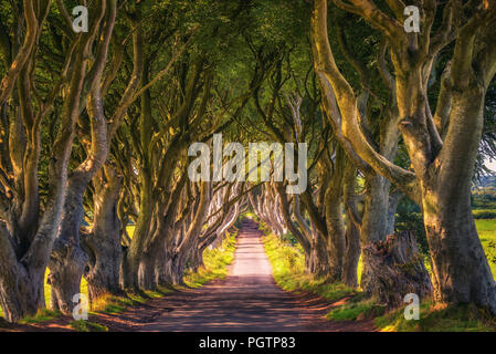 The Dark Hedges in Northern Ireland at sunset Stock Photo