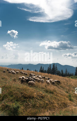 A Herd of Sheep in the Carpathian Mountains in Romania Stock Photo - Alamy
