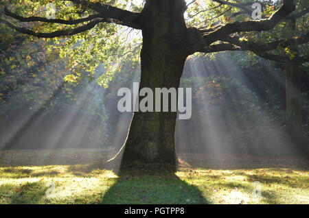 Morning sunlight in the woods Stock Photo
