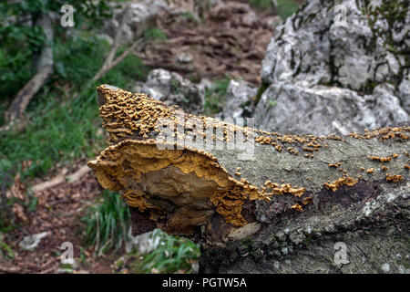 TARA National Park, Western Serbia - Sulphur Shelf Mushrooms (Laetiporus sulphureus) growing on a dead rotting trunk Stock Photo