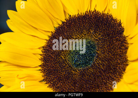 Sunflower macro close-up, Dorset Stock Photo