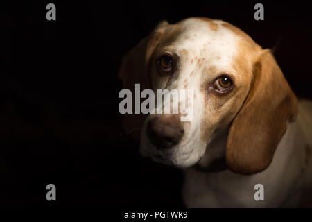 White and tan meduim sized dog with big brown eyes sitting in front of a black back ground Stock Photo