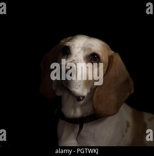 white and tan medium sized cross breed  dog looking to the left with black background Stock Photo