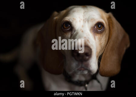 White and tan meduim sized dog with big brown eyes sitting in front of a black back ground Stock Photo