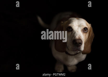 white and tan dog with big brown eyes  looking up straight to camera with black back ground Stock Photo