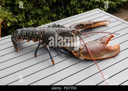 Breton alive lobster after fishing in Brittany Stock Photo