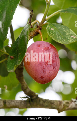 Red plum ripening on a plum tree in an orchard Stock Photo