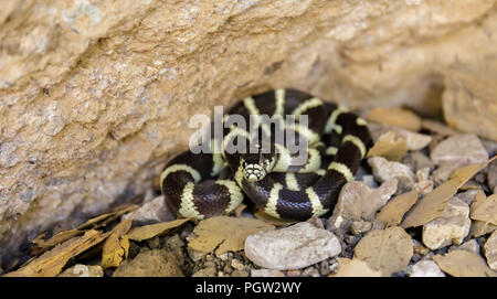 California Kingsnake (Lampropeltis californiae) in defensive posture. Stock Photo