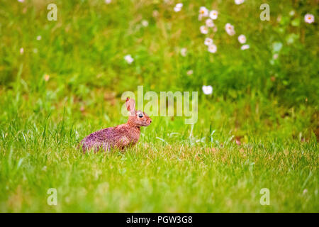 Wild rabbit on the grass outside looking at you Stock Photo