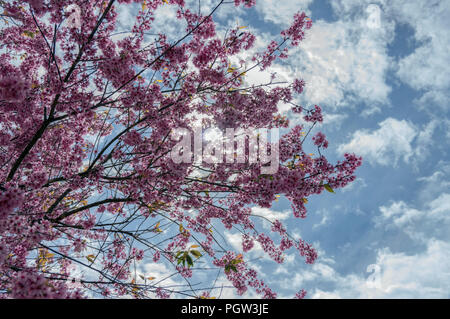 Background with blossom flowers, This is not the type of cherry blossoms often seen. Its scientific name is Prunus cerasoides, it grow in East Asia Stock Photo