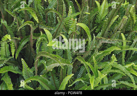Background with ferns and vines have unique leaves, that fresh nature Stock Photo