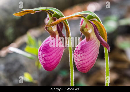 A close up shot of two pink lady's slippers, a wildflower found in the New River Gorge in West Virginia. Stock Photo
