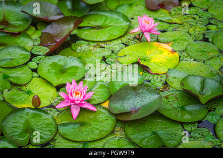 Pink water lily flowers in bloom at Plum Orchard Lake in West Virginia.