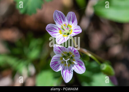 Close up shot of two spring beauty wildflowers taken in West Virginia. Stock Photo