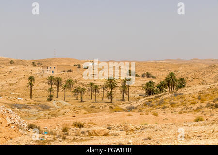 Palm trees in the Sahara desert, Matmata, Tunisia Stock Photo