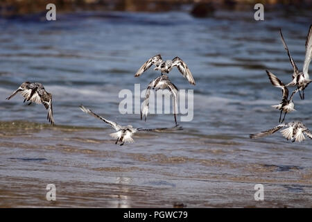 Sanderlings in flight over a seaside from north of Portugal (shallow DOF) Stock Photo