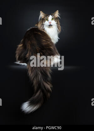 Handsome black tabby with white Norwegian Forest cat sitting up with tail hanging over edge looking over shoulder straight at lens, isolated on black Stock Photo