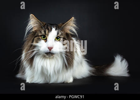Handsome lazy black tabby with white Norwegian Forest cat laying down front view looking straight at lens, isolated on black background Stock Photo