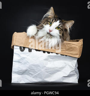 Handsome black tabby with white Norwegian Forest cat sitting sitting in paper bag looking over the edge with one paw in air, isolated on black backgro Stock Photo
