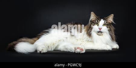 Handsome lazy black tabby with white Norwegian Forest cat laying side ways looking proudly straight at lens, isolated on black background Stock Photo
